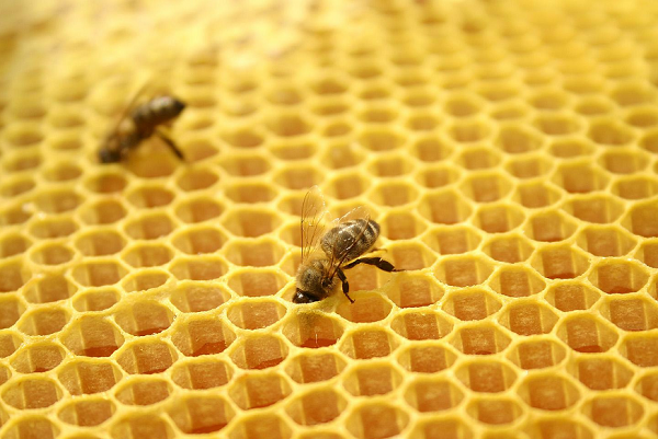 蜂胶真的可以促进毛发生长吗?