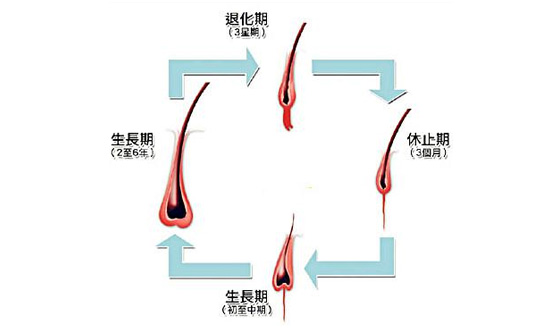 女性雄性激素过高会脱发吗